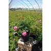 Green Promise Farms Rosa Carpet (Ground Cover) Rose, 2 Size