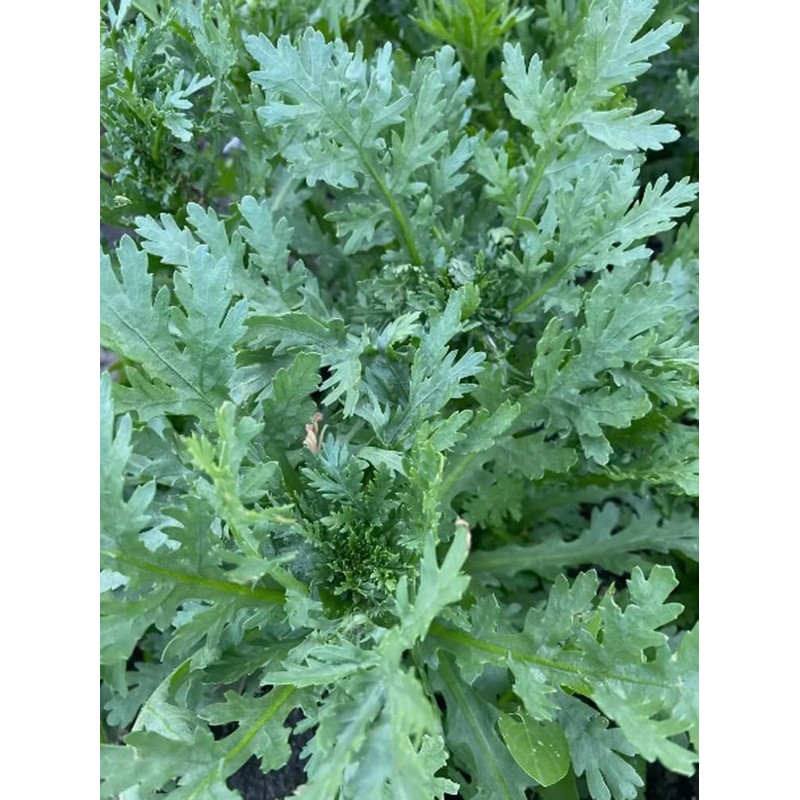 100PCS Garland Chrysanthemum Seeds Rare Vegetable Heirloom Seeds