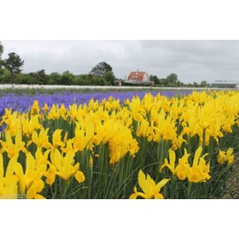 25 Dutch iris ‘Golden Harvest’cheerful blossoms of rich, pure yellow.Now Shippin