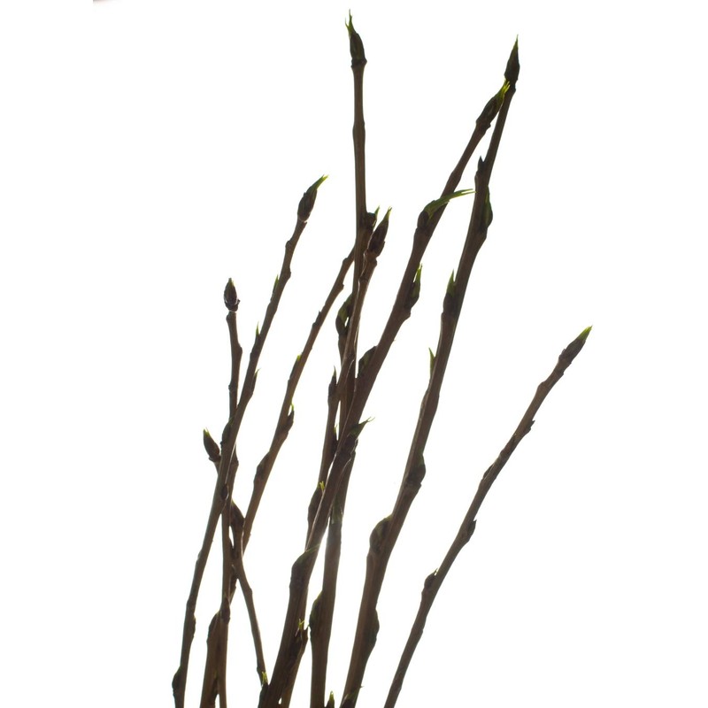 Health-Embassy White Poplar Buds | Populus Alba L | Herbal