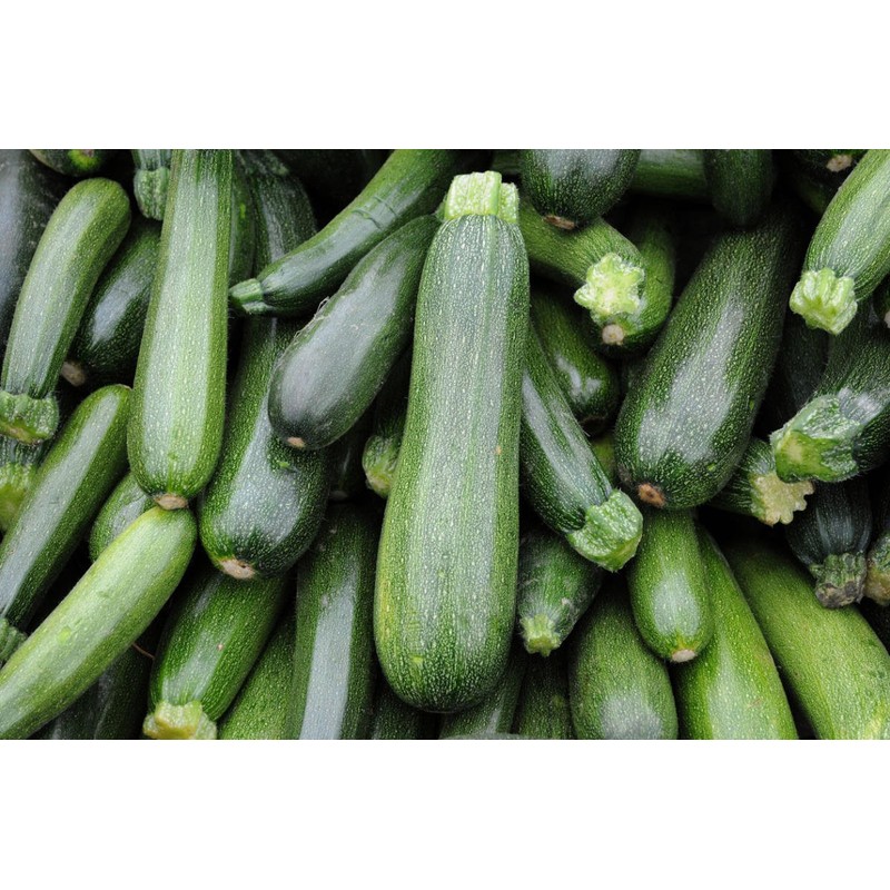 CEMEHA SEEDS - Seeds Green Zucchini Courgette Squash Tsukesha Non