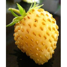 Seeds4planting - Seeds Alpine Strawberry Yellow Wonder Everbearing Climbing Heirloom Fruits for Planting Non GMO