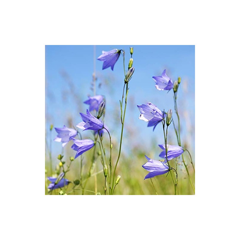 Isle of Skye Candle Company Scottish Bluebell Scented Miniature Candle