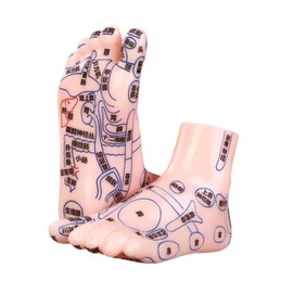 perfeclan 2X Human Foot Models Teaching Models, Supplies, Easy to Carry Practical Learning Tool for Medical Teaching Foot Massage Model