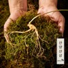 (Hyundai Hmall) Myunggailpum Gangwon-do Native Mountain Ginseng Gift Set 5-6