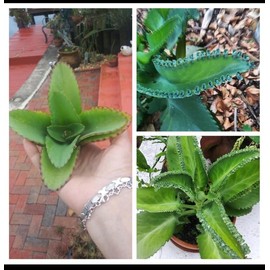 Mother of Thousand Kalanchoe Daigremontiana Mexican Hat Plant