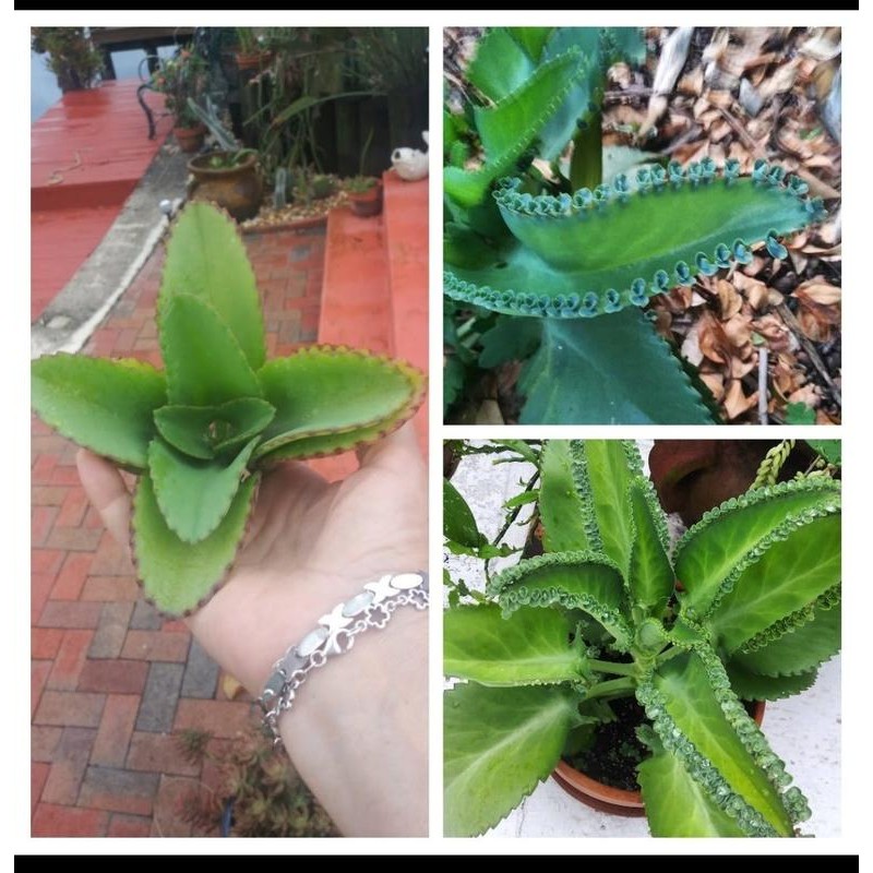 Mother of Thousand Kalanchoe Daigremontiana Mexican Hat Plant