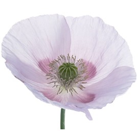 Earthcare Seeds Giant Poppy 250 Seeds (Papaver Somniferum Giganteum) Non GMO - Heirloom