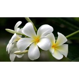 Hawaiian White Plumeria Plant Cutting ~ Grow Hawaii