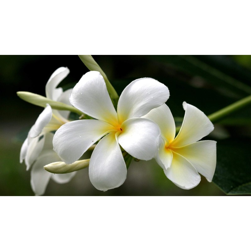 Hawaiian White Plumeria Plant Cutting ~ Grow Hawaii