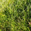 Cabin Grass Seed Mix - 1 Lb - Non-GMO Erosion