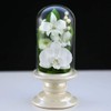 Art Four Seasons Buddha Flower (White) Mini Phalaenopsis Mini Glass