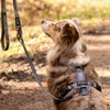STUCH Y Dog Harness Padded & Adjustable - Dimensionally Stable,