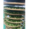 Zhangping Narcissus Oolong Tea 100g Lower Caffeine Best Chinese Oolong