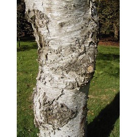 1-1000 PCS Japanese White Birch Tree Seeds Betula Platyphylla Japonica BS 0170 (250+ Seeds)