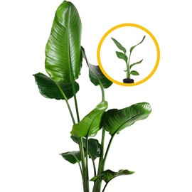 Live White Birds of Paradise Plant - 'White Birds of Paradise' Strelitzia nicolai - ragnaroc Tropical Plant 9-14” Tall - 4ct - Live Arrival Guaranteed - House Plants for Home Decor & Gift