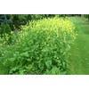 CEMEHA SEEDS - Seeds White Mustard Wild Non GMO Vegetable