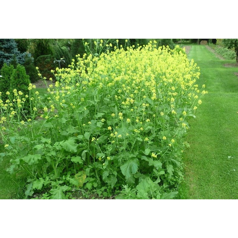 CEMEHA SEEDS - Seeds White Mustard Wild Non GMO Vegetable