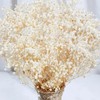 2000+ Dried Babys Breath Flowers Bulk - 17" Ivory White