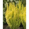 Proven Winners Berberis Gold Sunjoy Pillar Outdoor Or Home Bonsai