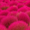 3000+ Seed Kochia Trichophylla Burning Bush Foliage Seed for Planting