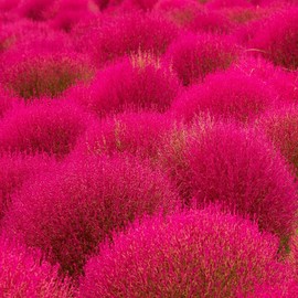3000+ Seed Kochia Trichophylla Burning Bush Foliage Seed for Planting Outdoors Garden Perennial Non-GMO Heirloom