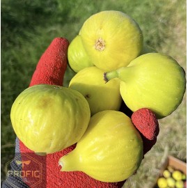 Profig Fig Tree “Yellow Long Neck" 1 Plant New Lower Price !
