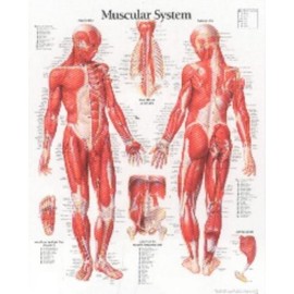 Muscular System Male chart: Wall Chart