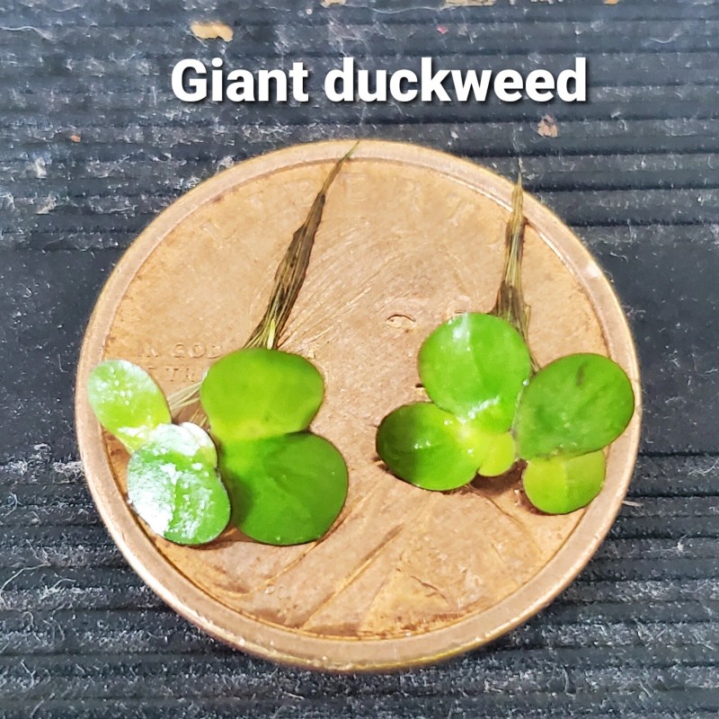 100+ Pieces Of Giant Duckweed + Free Self Leveling Floating