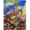 5QT Organic Perlite Horticultural Soil Amendment for Plants and Enhanced