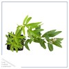 Live Aromatic and Edible Herb - Lemon Verbena (4 Per