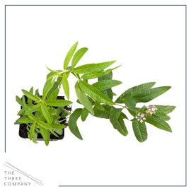 Live Aromatic and Edible Herb - Lemon Verbena (4 Per Pack) - Naturally Improves Sleep Quality - 6" Tall by 4" Wide in 1 Pint Pot