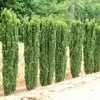 Sky Pencil Japanese Holly - 10 Live Plants - Ilex