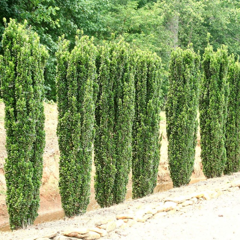 Sky Pencil Japanese Holly - 10 Live Plants - Ilex