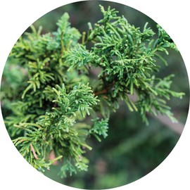 Living Libations Cypress, Hinoki Essential Oil, 30ml