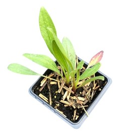 Organic Narrow-Leaved Echinacea Plant, 2.5 inch Pot, Live Medicinal Herb