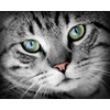 cat Eye Health - Cats Eye Health Complex - Advanced