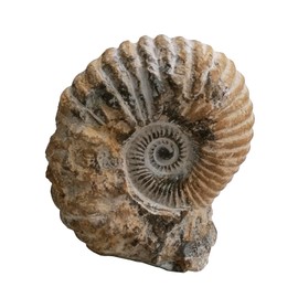 Kaltner Präsente Gift Idea – Fossilized Prehistoric Fossils: Untreated Natural Ammonite Calycoceras Sp. from Morocco/Educational Materials Fossils (Height 11-13 cm)