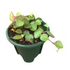 Live Succulents Plants Peperomia Ruby Cascade (3" Pot)