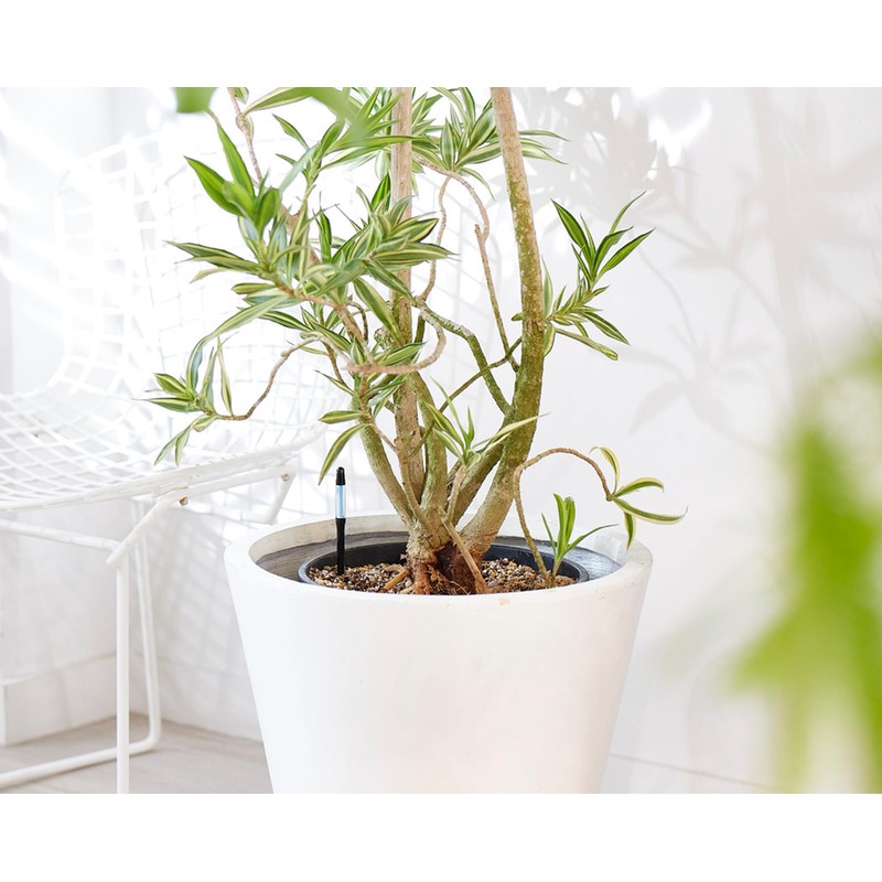 Cabinoche SUSTEE Watering Checker Susty Set of 5 L Black