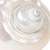 Toddmomy Hermit Crab Shells - 9cm Iridescent Turbo Seashells Pearl
