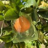 60 Pcs 5.9''×7.8'' Drawstring Fruit Netting Bags, Reusable Garden Netting