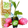 Hot Pink Ginger Live Herb Plant - Alpinia purpurata -