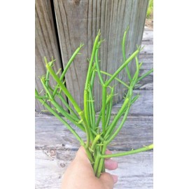 Pencil Cactus(Euphorbia tirucalli)(Approx 5-7") Hydrocarbon Filter 10 CUTTINGS