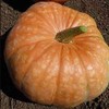 Amish Pie Squash Seeds - 4 Grams ~25 Seeds -