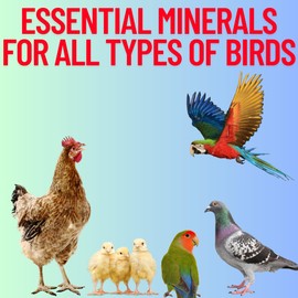 Crown Pet Supplies Oystershell High Calcium Supplement, Flaked Oyster and Seashell Mix, Made in The USA Full of Nutrentions Health, Increases Bone Strenght, Strong Eggshell, for Pigeons, Ducks, and Chickens