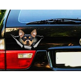 Black and tan Chihuahua Sticker, Chihuahua car Decal,pet Decal Vinyl Sticker for Cars, Windows, Walls, Fridge, Toilet and More - 11 Inch