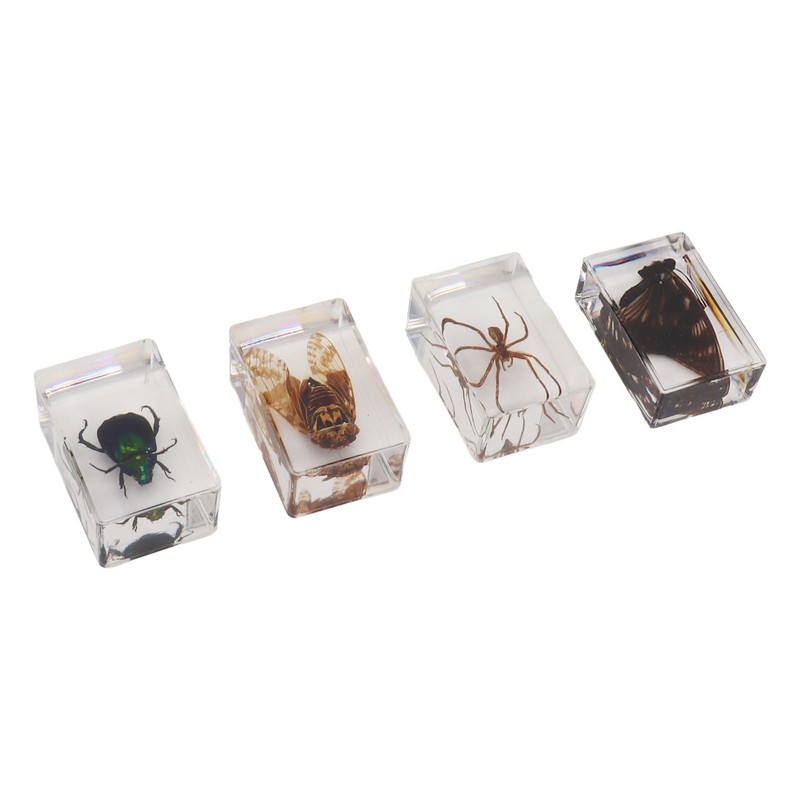 12 Pcs Real Bug Specimens Transparent Resin Science Education Classroom