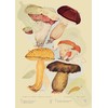Ink Inc. Botanical Wall Art Prints - Wild Mushrooms -