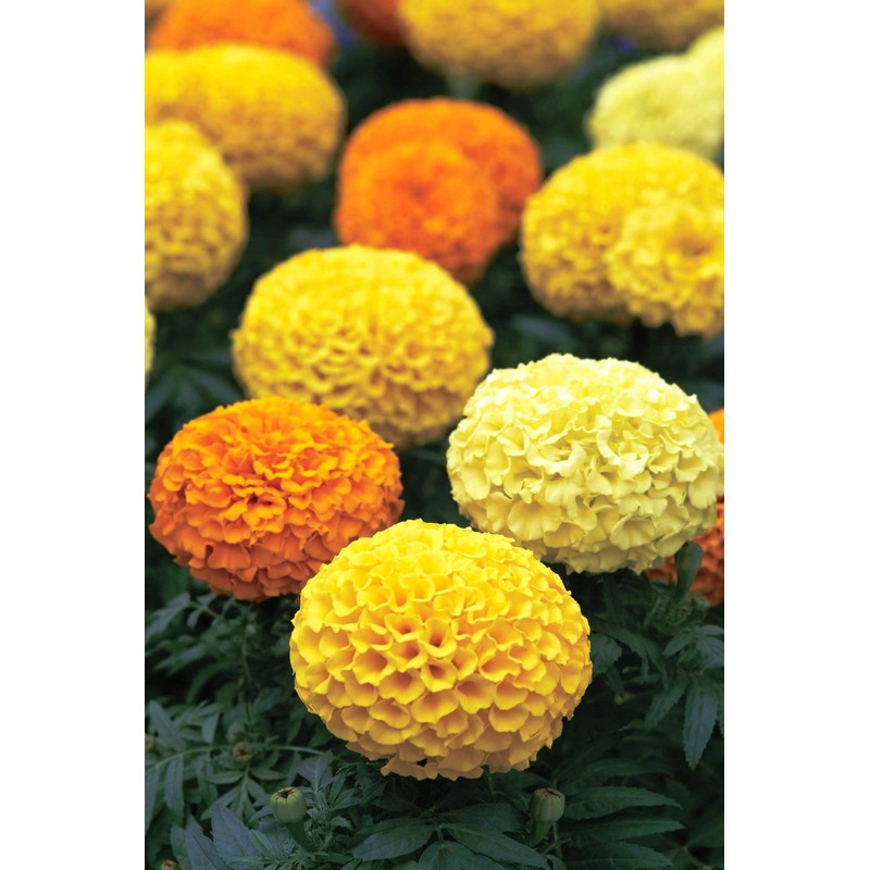 NIKA SEEDS - Flowers Mexican Marigold Cool Mix Annual -